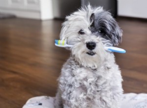 Tout sur les caries chez le chien :symptômes et traitement