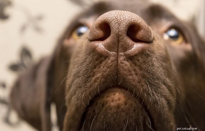 Come trattare il naso secco di un cane