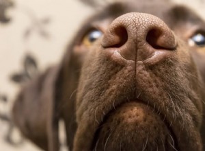 Как лечить сухой нос у собаки