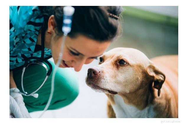 애완동물 헌혈:인간의 가장 친한 친구에게 생명의 선물을 주기
