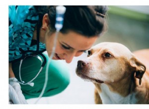 Doação de sangue de animais de estimação:dando o presente da vida aos melhores amigos do homem