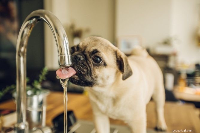 우리 강아지가 물을 충분히 마시고 있습니까?
