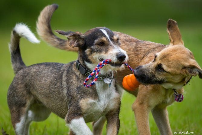 あなたの犬と遊ぶことの5つの利点 