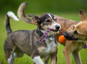 5 benefícios de brincar com seu cachorro