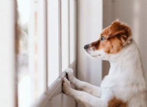 Quanto tempo você pode deixar um cachorro sozinho?