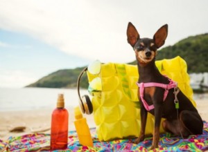 Um cachorro pode ter queimaduras solares?