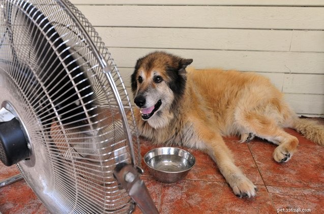 Cosa c è da sapere sul colpo di calore nei cani