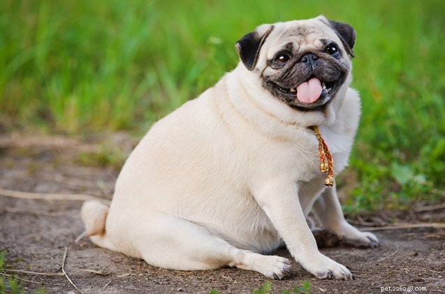 太った犬はいますか？あなたの犬が太りすぎであるかどうかを見分ける方法 
