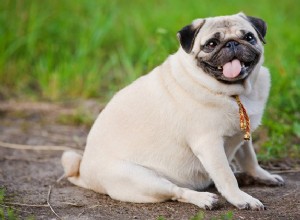 太った犬はいますか？あなたの犬が太りすぎであるかどうかを見分ける方法 