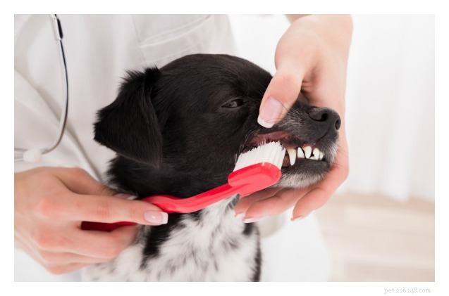 愛情のあるペットと行方不明のリンクの助けを借りて犬の歯科疾患と戦う 