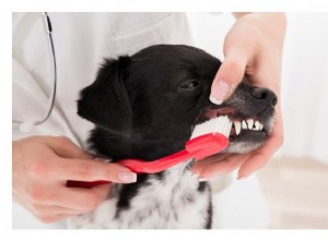 Combata doenças dentárias de cães com a ajuda de animais de estimação amorosos e do elo perdido