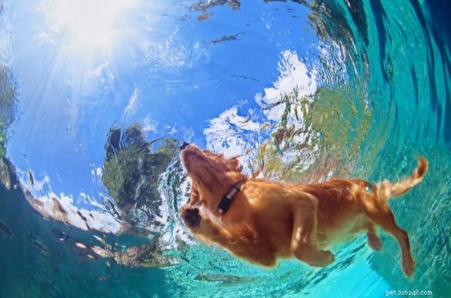 염소 수영장 또는 바닷물 수영장:개에게 가장 좋은 것은 무엇입니까?