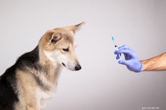 Lo studio suggerisce il rischio condiviso di diabete tra cani e loro esseri umani