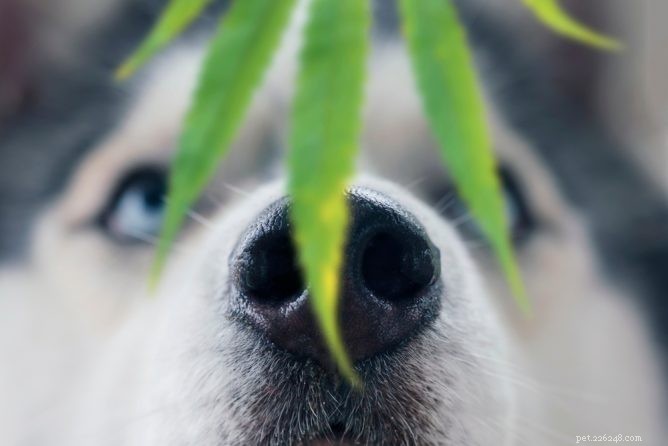 Fumare erba intorno ai cani è pericoloso?