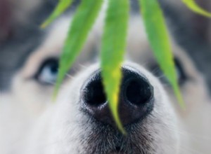 Fumar maconha perto de cães é perigoso?