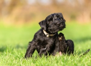 Mon chien souffre-t-il d allergies saisonnières ?