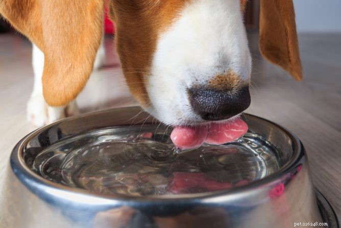 Bör hundar dricka iskallt vatten?