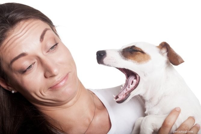Pourquoi la mauvaise haleine du chien est un gros problème