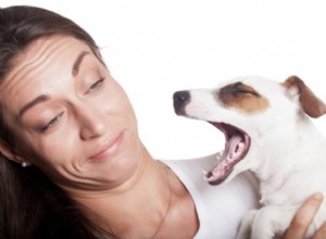 Proč je špatný psí dech velkým problémem