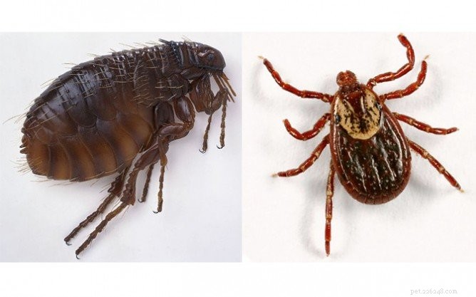 Qual ​​é a diferença entre pulgas e carrapatos?