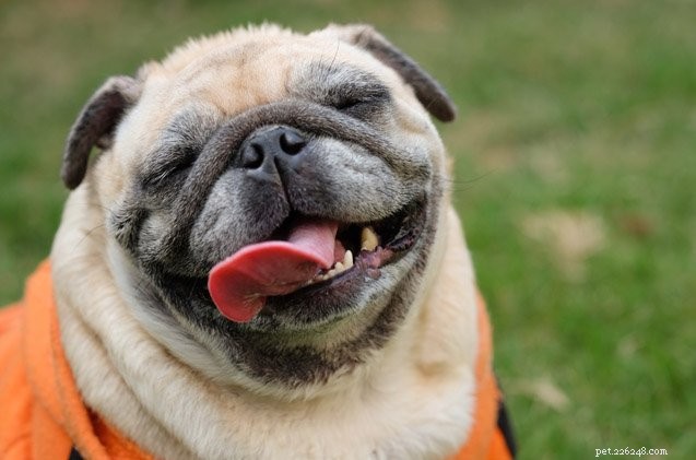 Varför är små hundraser mottagliga för tandlossning?