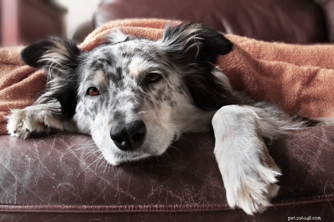 Horečka u psů:příznaky, příčiny a léčba