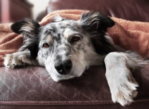 犬の発熱：症状、原因、治療