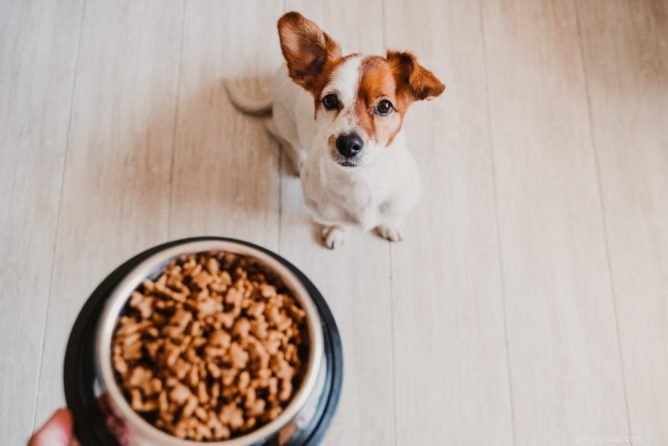 Voedselallergieën bij honden:symptomen, oorzaken en behandelingen