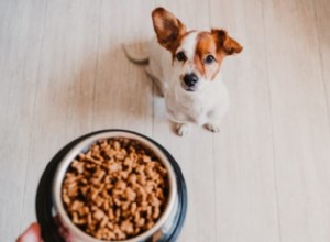 Alergias alimentares em cães:sintomas, causas e tratamentos