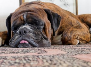 Como parar de peidos fedorentos de cachorro