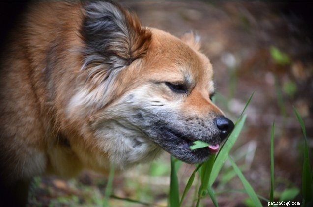 Por que meu cachorro come grama?