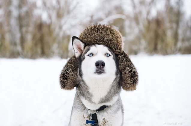 6 признаков обморожения у собак