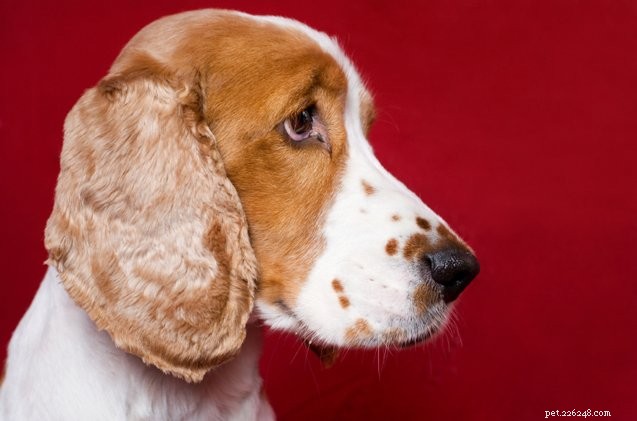 Hoe stop je stinkende hondenscheten