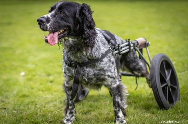 犬用車椅子：あなたの犬が車椅子を必要としているかどうかを知る方法 