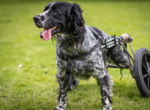 Cadeiras de rodas para cães:como saber se seu cão precisa de uma