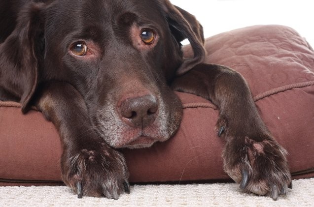 Tips om uw huis comfortabel te maken voor uw oudere hond 