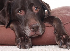 あなたの先輩犬のためにあなたの家を快適にするためのヒント 