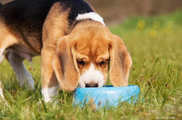Är isvatten verkligen farligt för hundar?