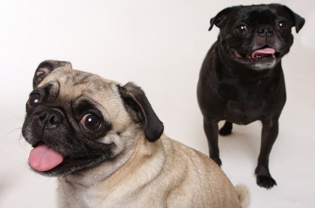 Vad husdjursföräldrar behöver veta om omvänd nysning hos hundar