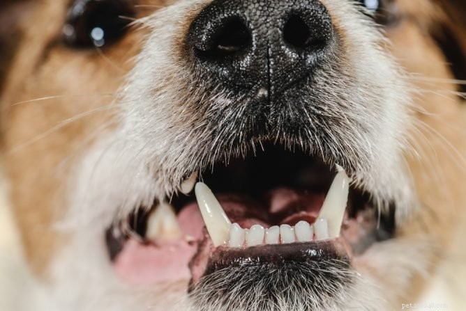 Tandrengöring av hund utan anestesi