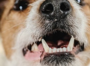 Limpeza dos dentes do cão sem anestesia