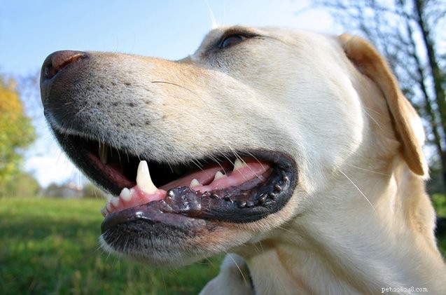 강아지의 치아를 깨끗하게 유지하는 7가지 방법