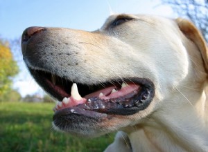 犬の歯を清潔に保つ7つの方法 