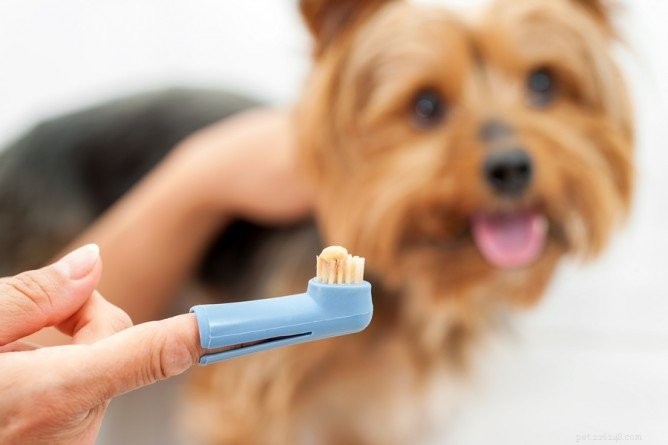 애완동물 치과 치료 제품의 장단점