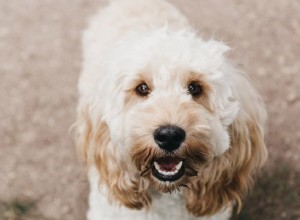 O que fazer se seu cão tiver dentes supranumerários