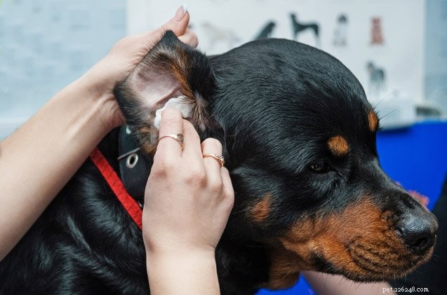 Väteperoxid i öronen:Är det bra för din hund?