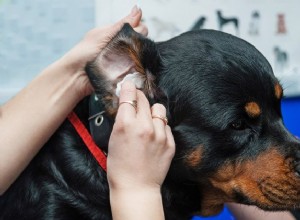 Peroxid vodíku v uších:Je to dobré pro vašeho psa?