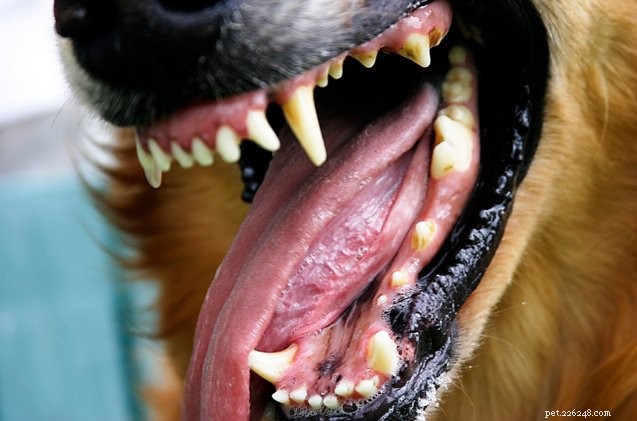 Говорят о скоплении зубного камня на зубах собаки