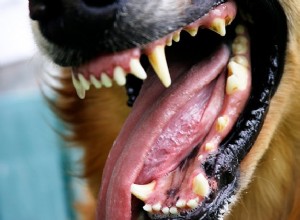 Falando sobre o acúmulo de tártaro nos dentes do cachorro