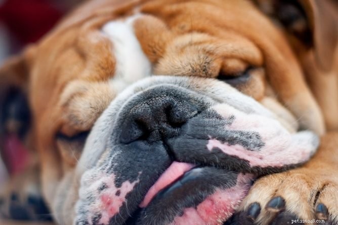 Le reniflement de chien :pourquoi cela se produit et que faire à ce sujet